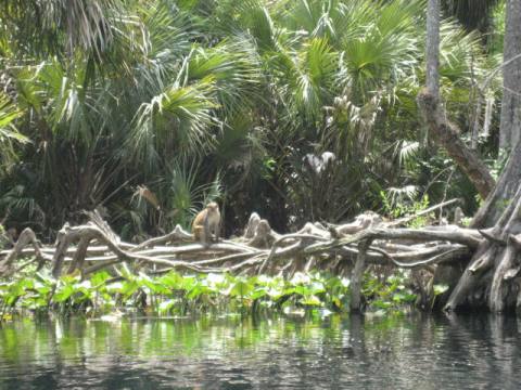 paddling Silver River, wildlife